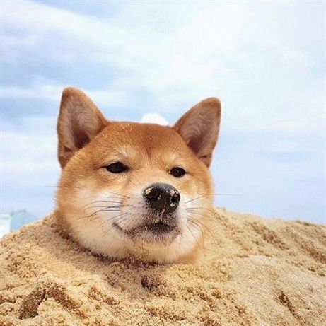 Shiba Inus with its body buried in sand
