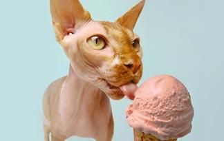 Sphynx Cat licking an ice cream