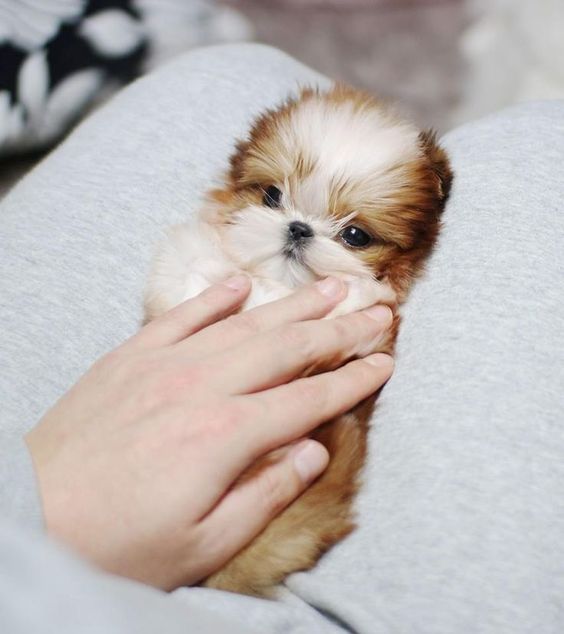 touching a small Shih Tzu puppy