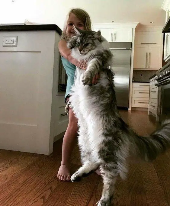 girl hugging its tall Maine Coon cat