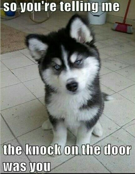 A Husky puppy sitting on the floor while frowning photo with text - So you're telling the knock on the door was you