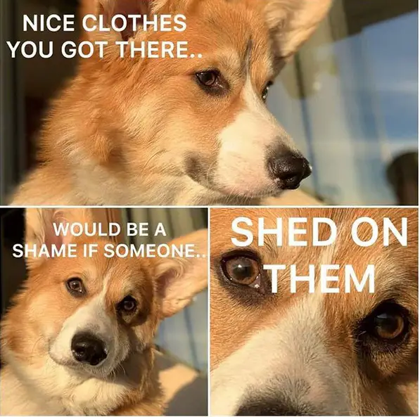 collage photo of a Corgi in the front door with the sunset on its face and with texts - Nice clothes you got there... would be a shame if someone... shed on them