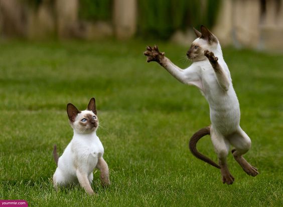 two Siamese Cats playing in the backyard