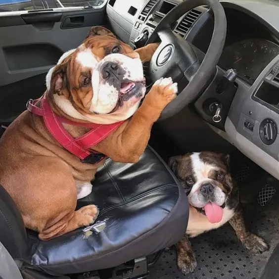 funny English Bulldogs in a car with one dog in the steering wheel and the other one on the footboard