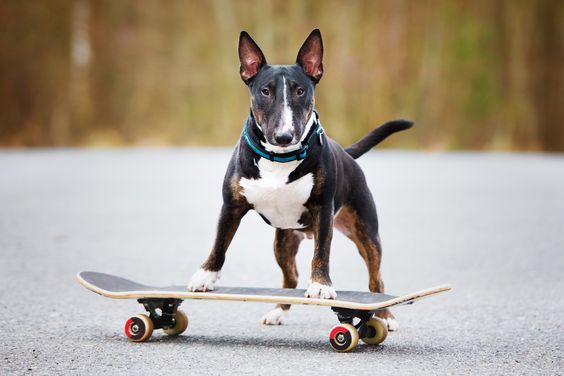 English Bull Terrier on a skateboard