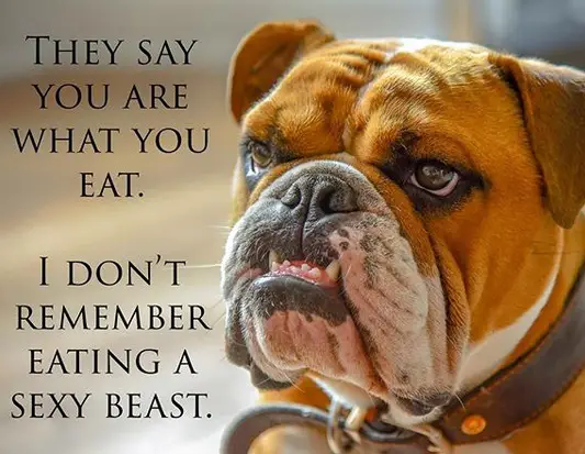 photo of the face of a Bulldog and with text - They say you are what you eat. I don't remember eating a sexy beast.