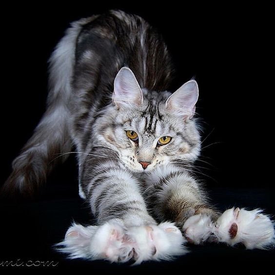 stretching Maine Coon Cat