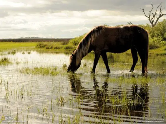 brown horse drinking water
