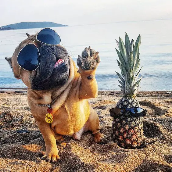 A French Bulldog wearing sunglasses while sitting in the sand raising its one paw, next to a pineapple also wearing a sunglasses