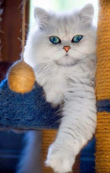 Persian Cat sitting on its cat tower