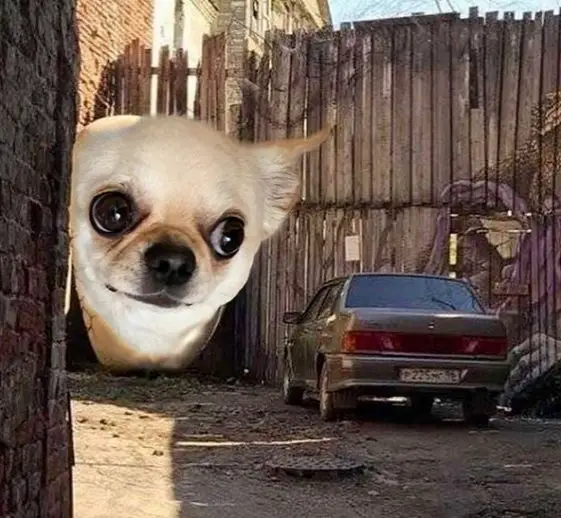 edited photo of a Chihuahua's big head on the fence