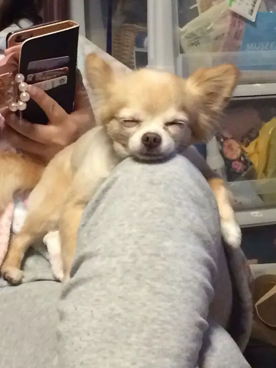 Chihuahua sleeping on top of its owner's knee