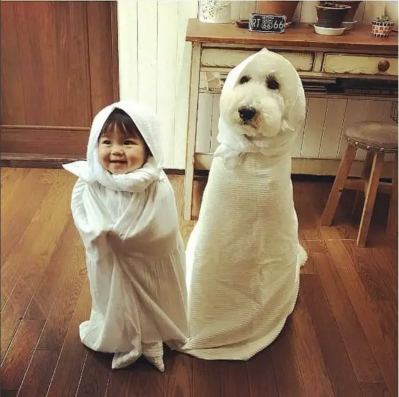 Poodle wrapped in a white blanket next to a child wrapped the same