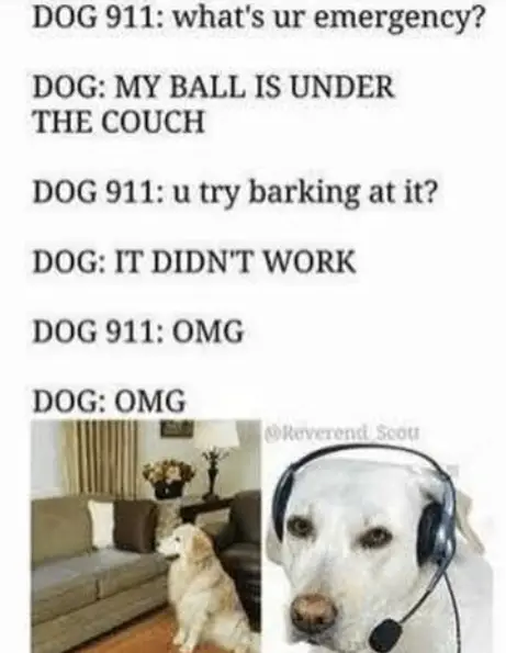 photo of a labrador sitting in the loving room and a photo of a labrador wearing a headset with microphone and with caption - dog 911: what's ur emegency? dog: my ball is under the couch dog 911: u try barking at it? dog: it didn't work, dog 911:: OMG, dog: OMG