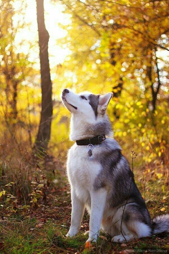 A Husky sitting in the forest while looking up at the trees