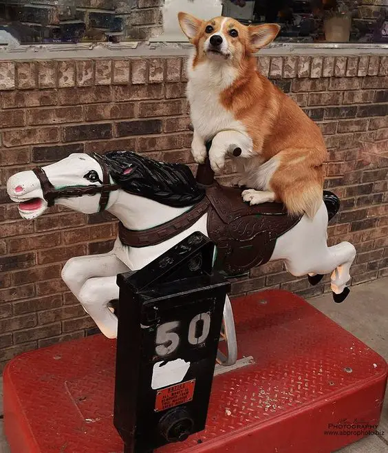 Corgi dog sitting on top of a horse statue