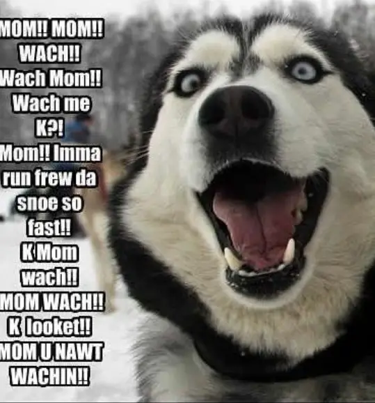 photo of a happy Husky smiling big and with text - Mom! Mom! watch! mom! mom! Imma run frew da snow so fast! mom! watch! mom looked! mom u nawt wachin!