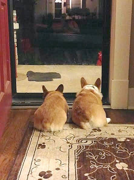 two Corgi lying on the floor next to each other looking through the front foor