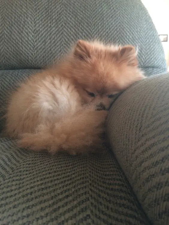 Pomeranian sleeping on the couch