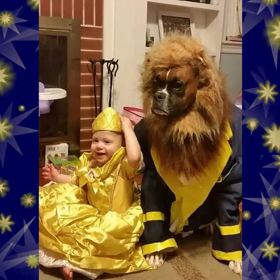 A boxer dog in its beast costume while sitting on the floor next to aa girl in her belle costume