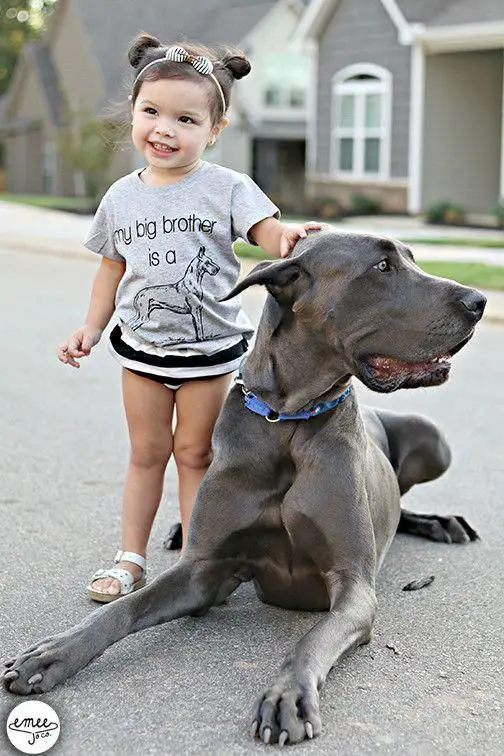 Great Dane lying down on the ground while a kid is touching its head