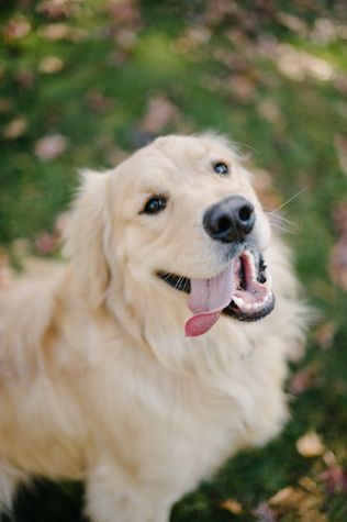 A happy Golden Retriever sitting on the grass with its tongue sticking out on the side of its mouth