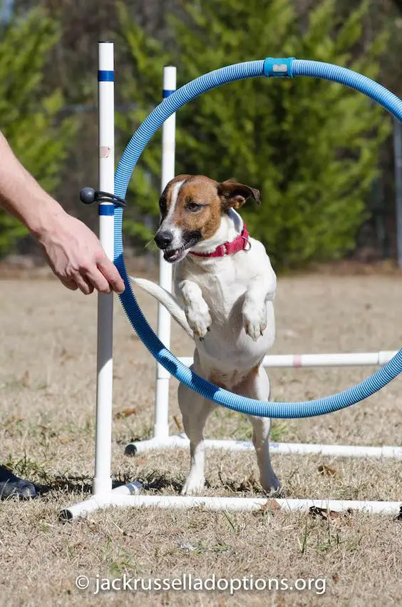 Jack Russell jumping through the hoop