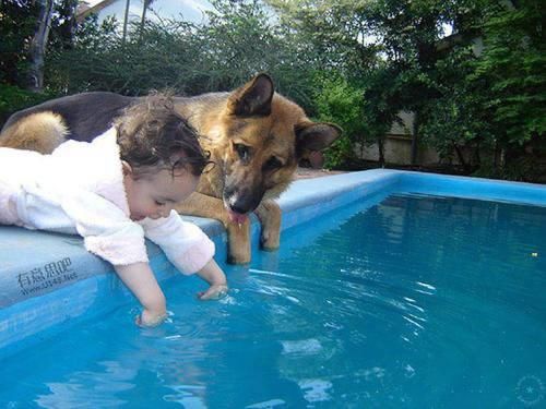A German Shepherd lying by the pool next to a baby