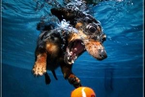 Dachshund fetching the ball under the water