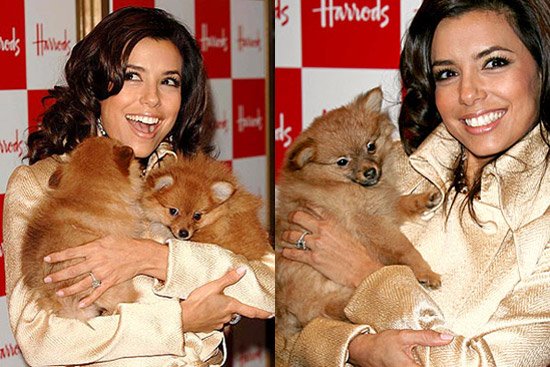 Eva Longoria with her two Pomeranians