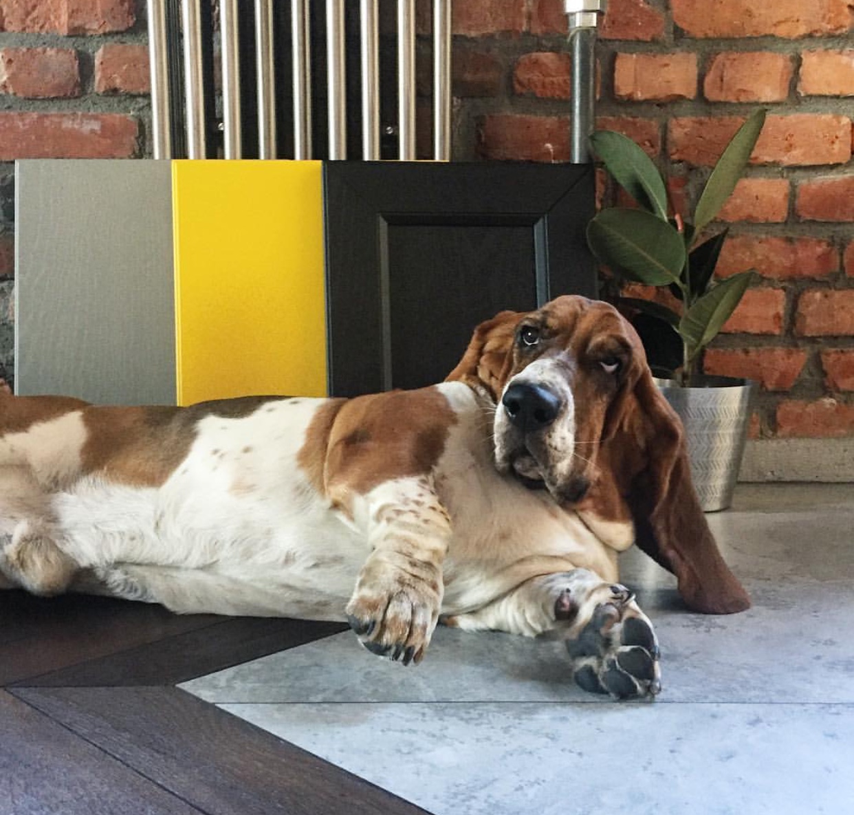 A Basset Hound lying on the floor with its confused