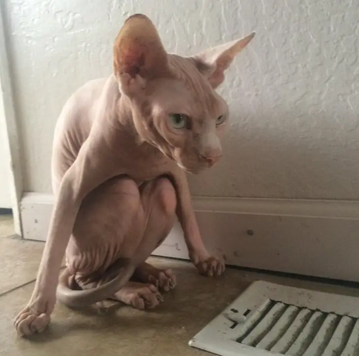 A Sphynx Cat sitting on the floor