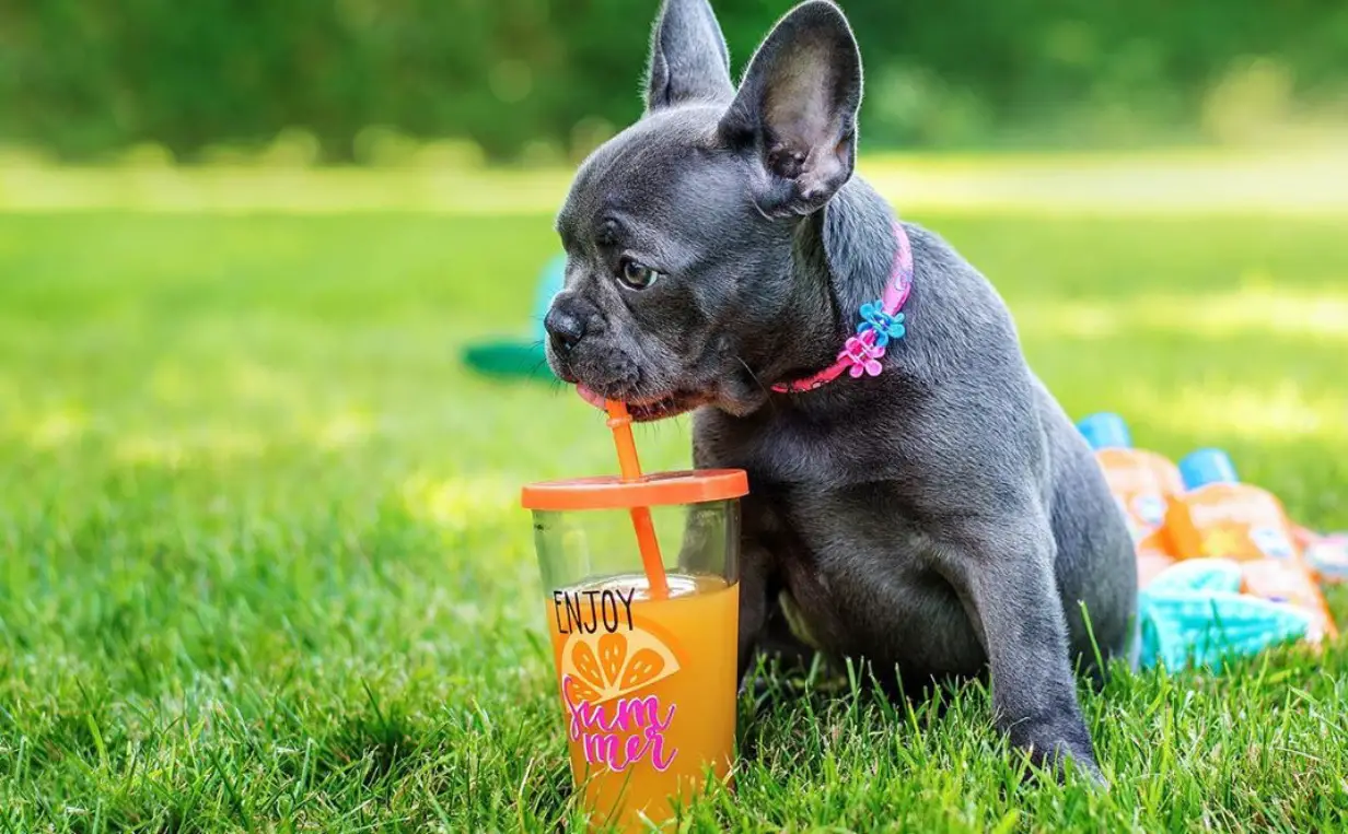 A French Bulldog sitting on the grass while sipping a juice drink