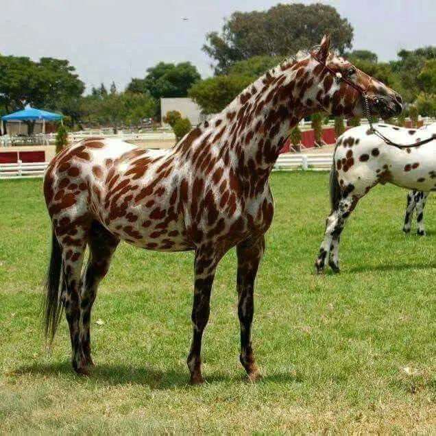 horse with giraffe like coat