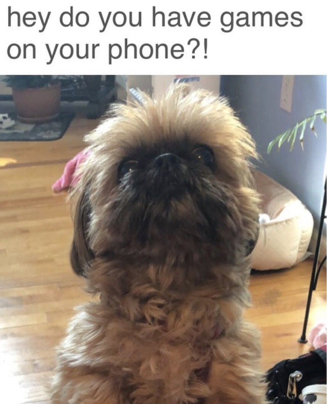 Shih Tzu looking up with its big eyes photo with a caption that reads 