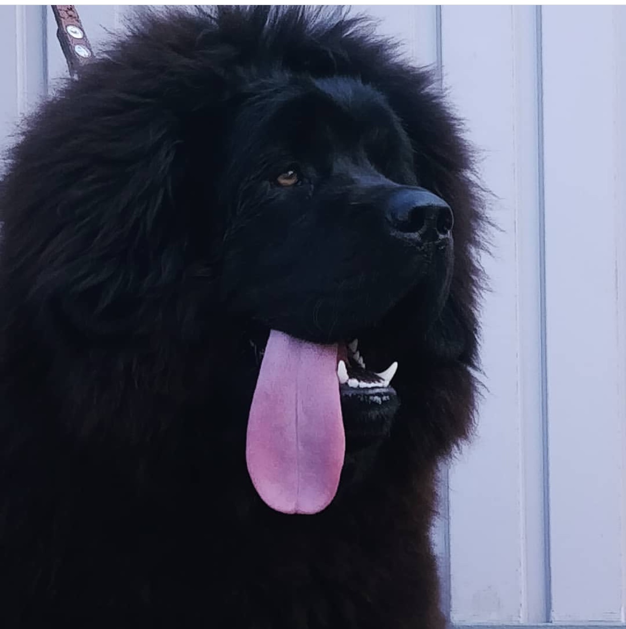 black Tibetan Mastiff dog with its tongue out