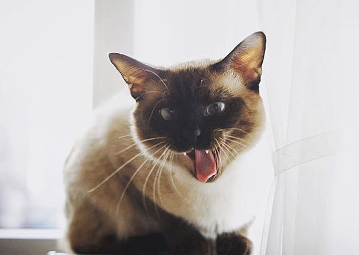 angry Siamese Cat 