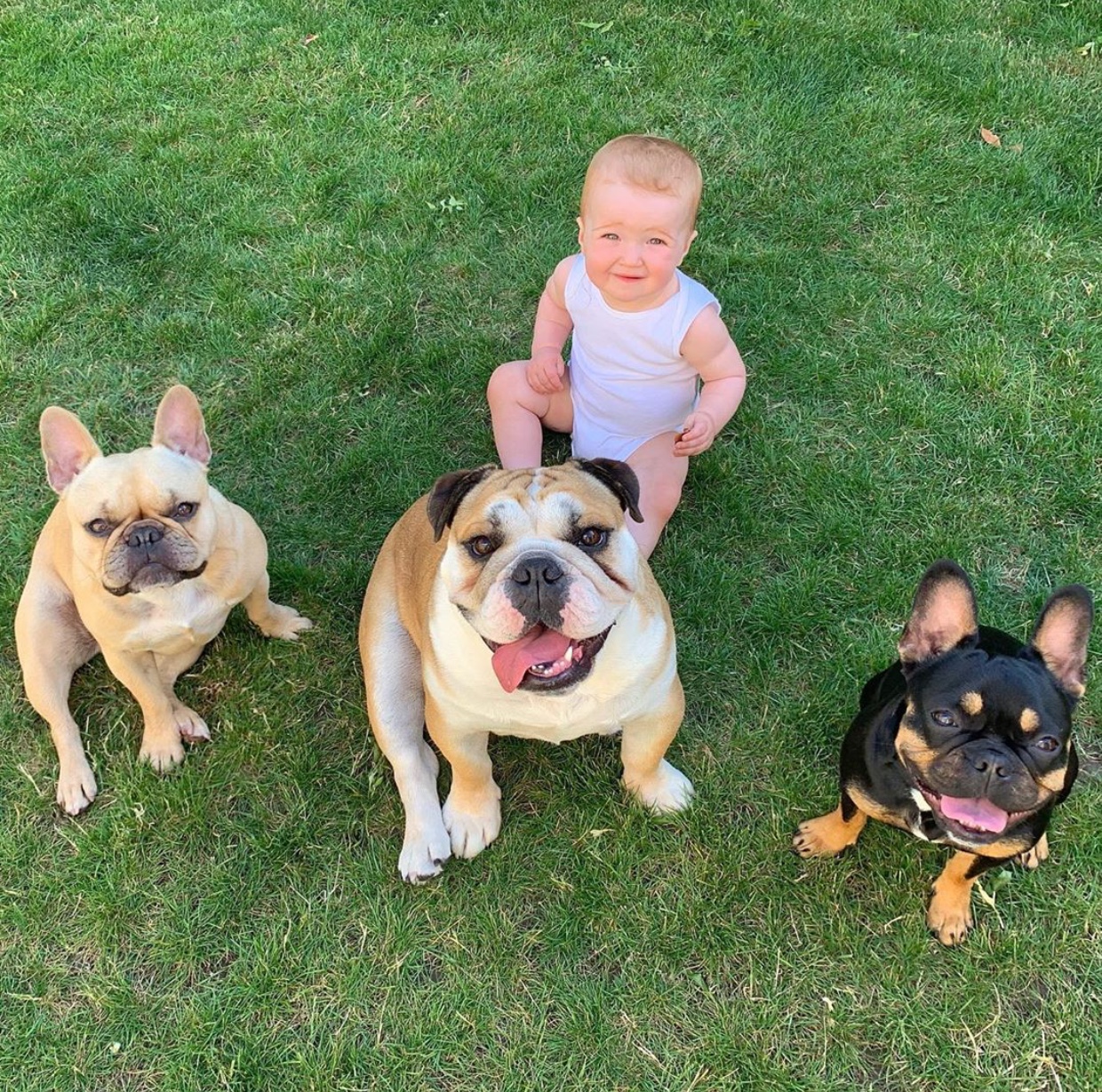 An english bulldog sitting on the grass with a baby behind him and two French Bulldog on his sides