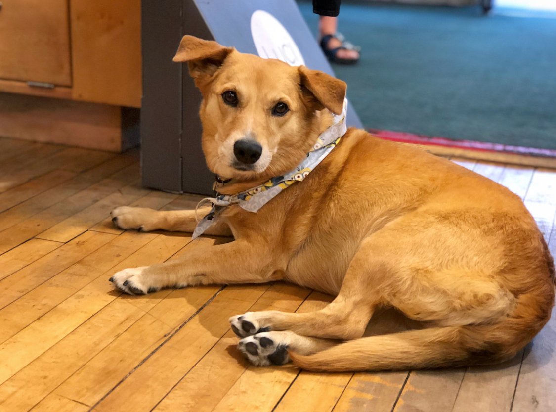 A Labgi lying on the wooden floor