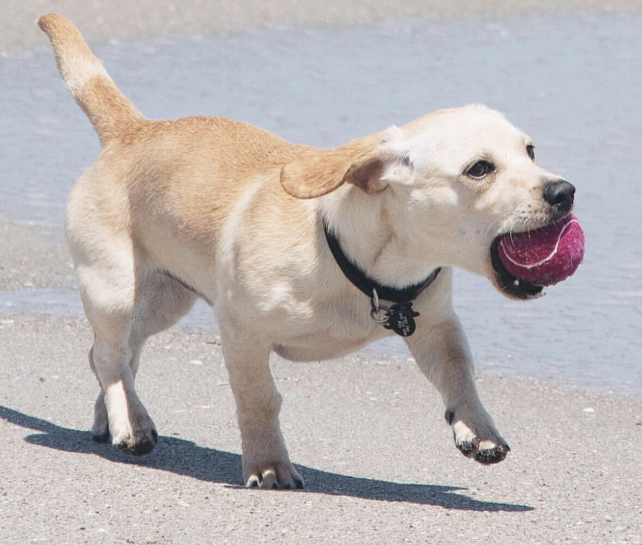 A Deagle walking in the sand by the seashore while holding a ball with its mouth