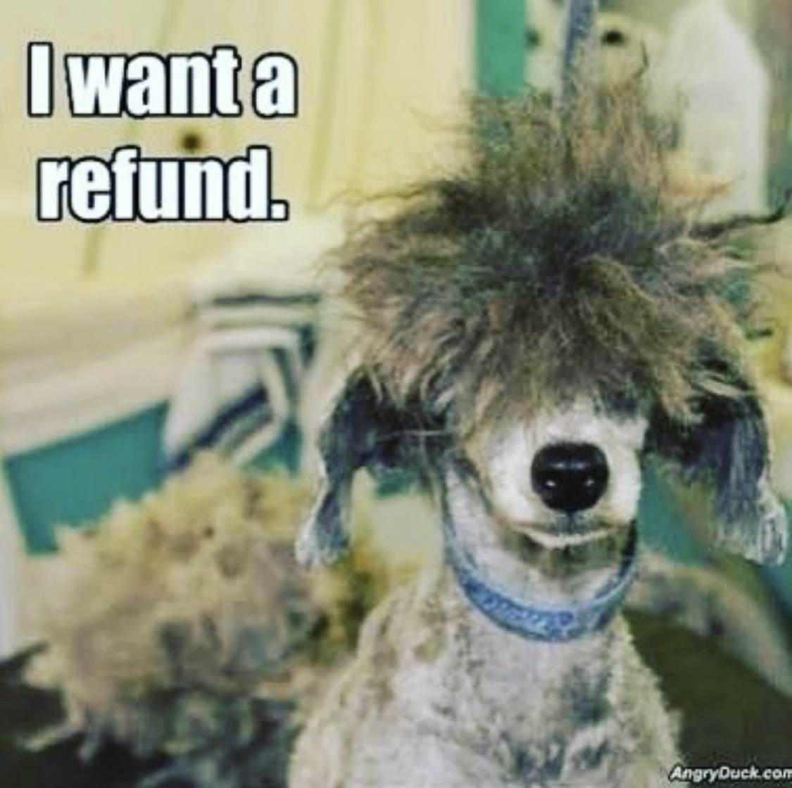 Poodle with with trimmed body and a funky hair on top of its head photo with text- I want refund.
