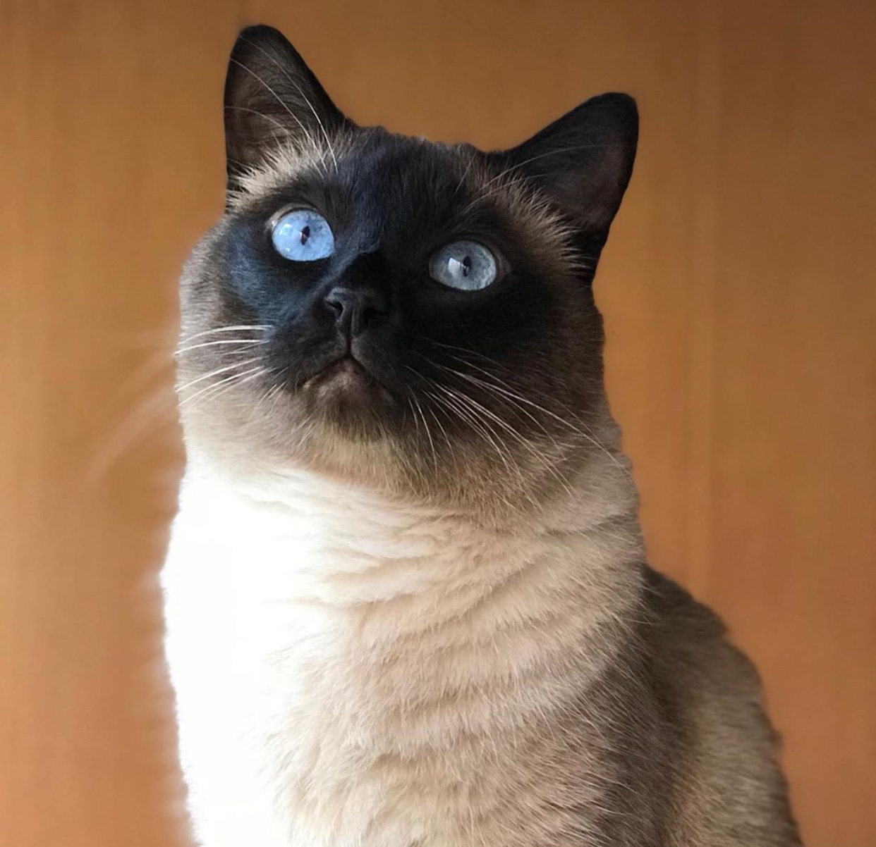 looking up Siamese Cat