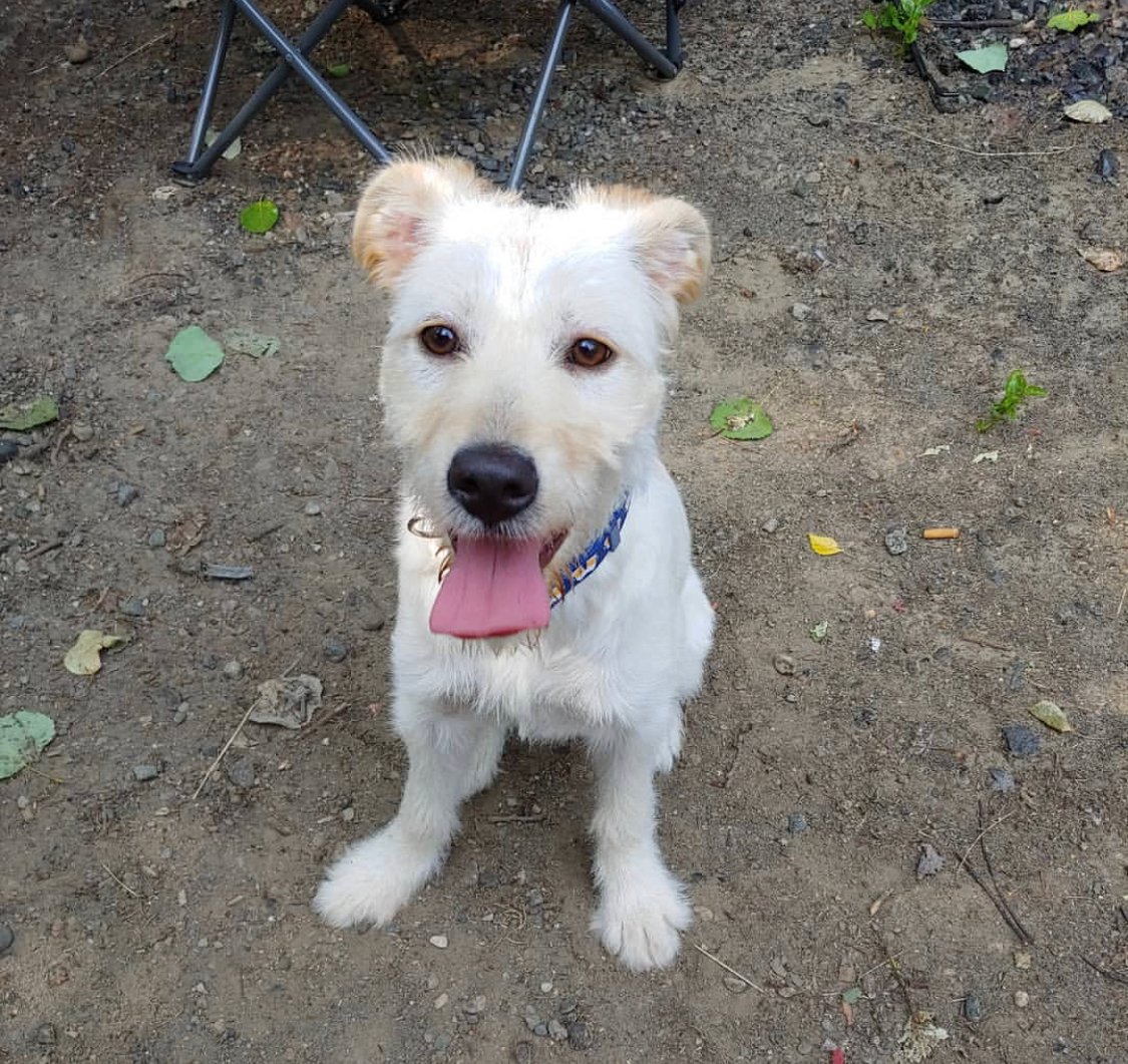 A Schtriever sitting on the ground while smiling with its tongue out
