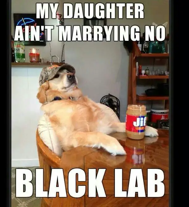 photo of a yellow Labrador sitting at the table leaning back from the peanut butter and with text - My daughter ain't marrying no black lab