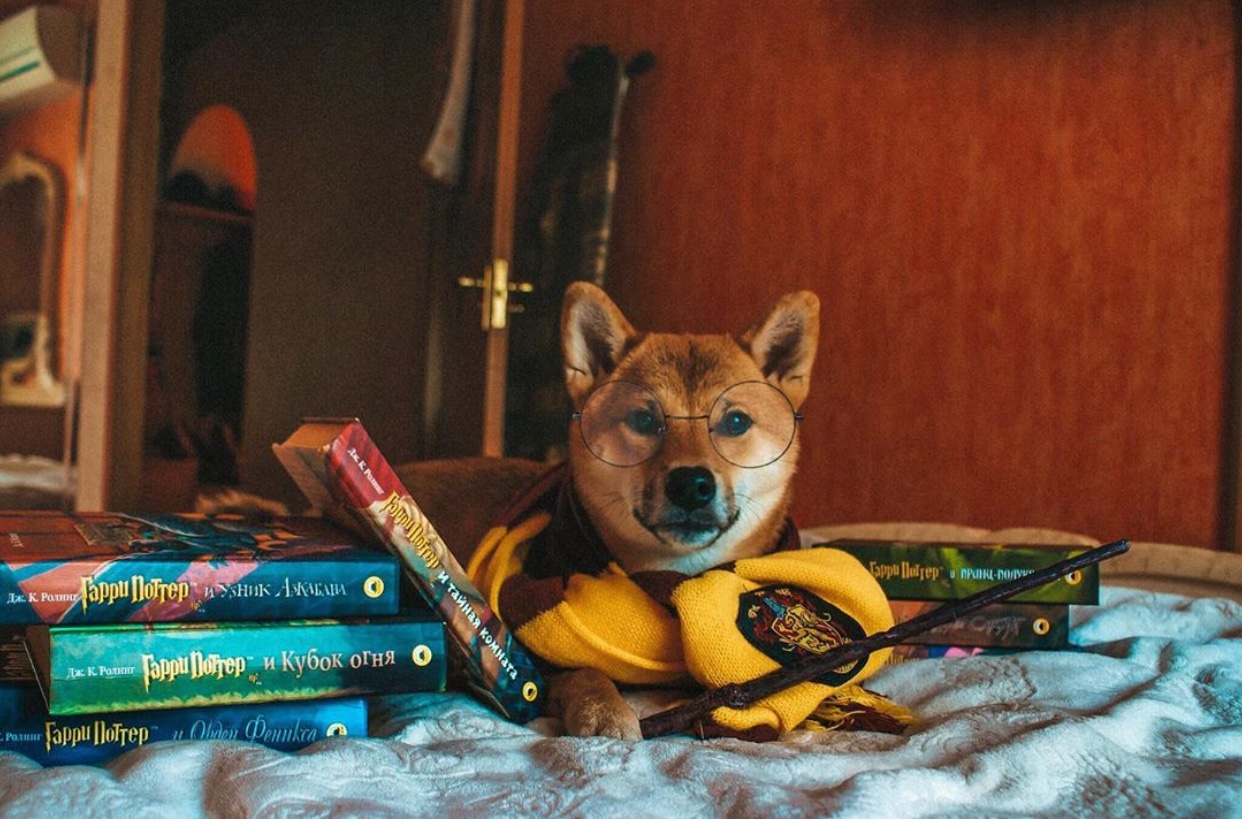 Shiba Inu lying on the bed in its Harry Potter outfit with Harry Potter Books next to him