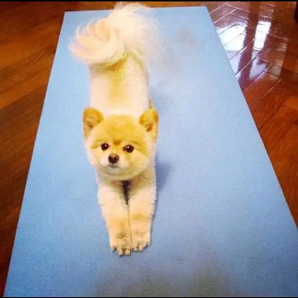 A Pomeranian stretching on the yoga matt