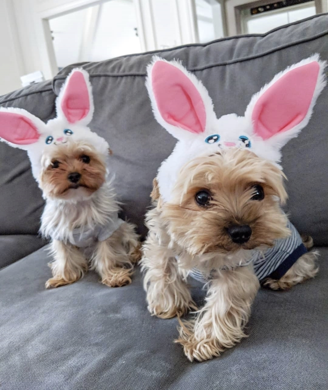 two Yorkshire Terriers wearing a bunny head piece sitting on the couch