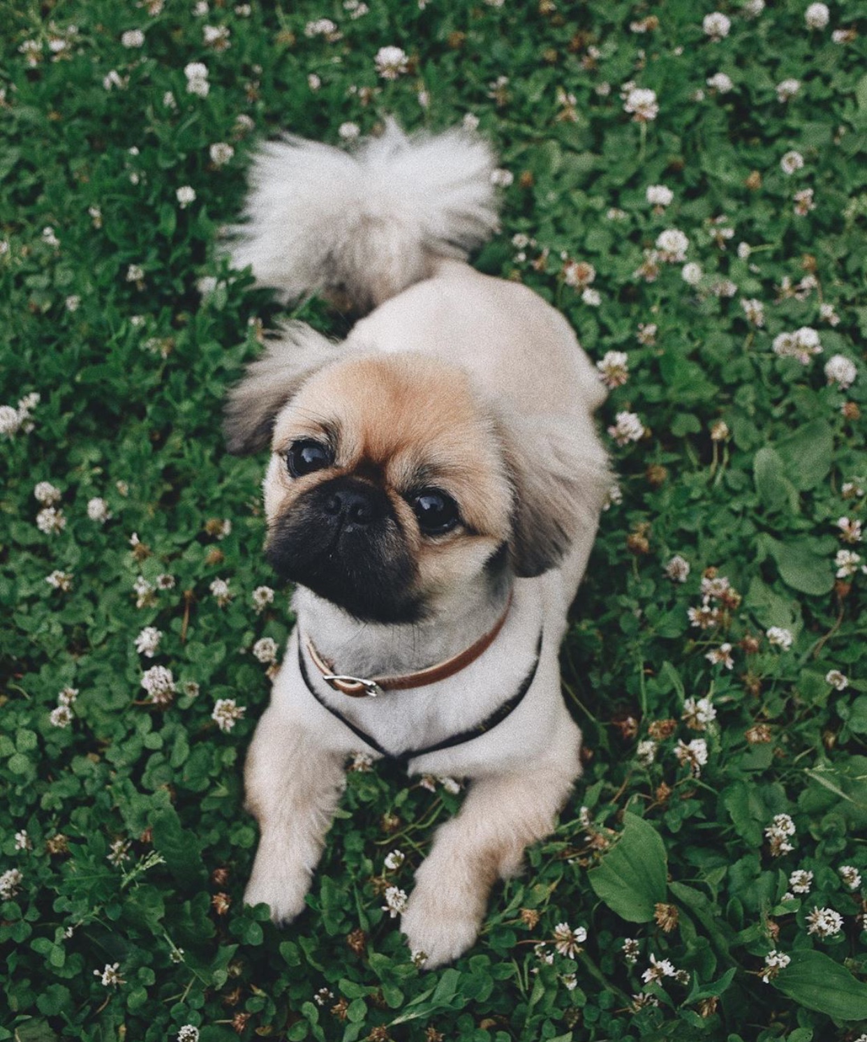 A Pekingese lying in the grass with small white flowers