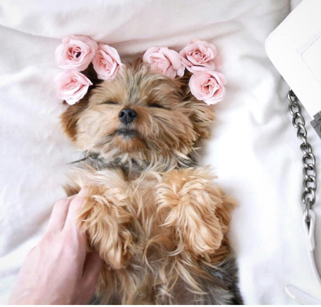 sleeping Yorkshire Terrier with pink roses around its head while lying on its back