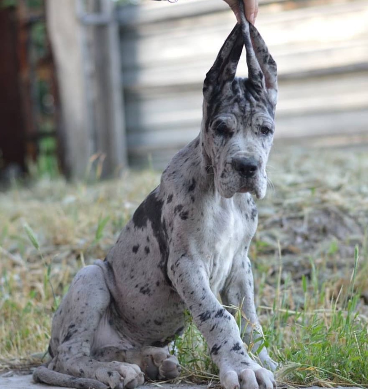A Great Dane puppy sitting on the ground while its ears are held up by a person